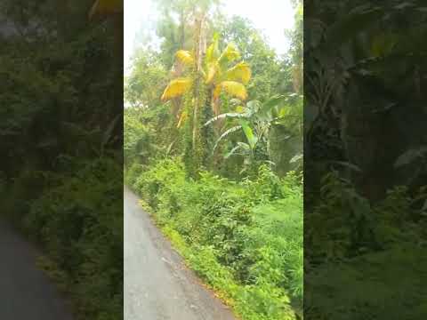 Drive with me to Kellits Clarendon #jamaica #jamaicawalkby