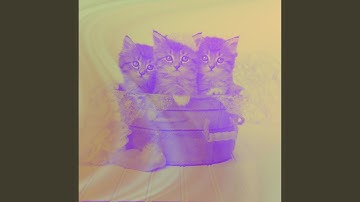 Suave Ambiance for Lazy Cat Days