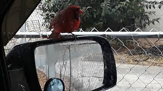 fly bird mirror trying