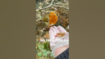 Pete, Felicity, Freddy & Ginte - the robins 🥰 #robin #handfeedingbirds #featheryfriends #ukbirds