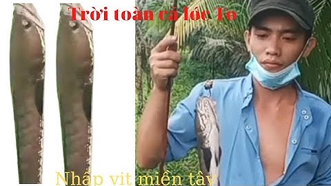 Nhấp Vịt MiềnTây|Câu Cá Lóc Bằng Vịt|Săn Bắt Miền Tây