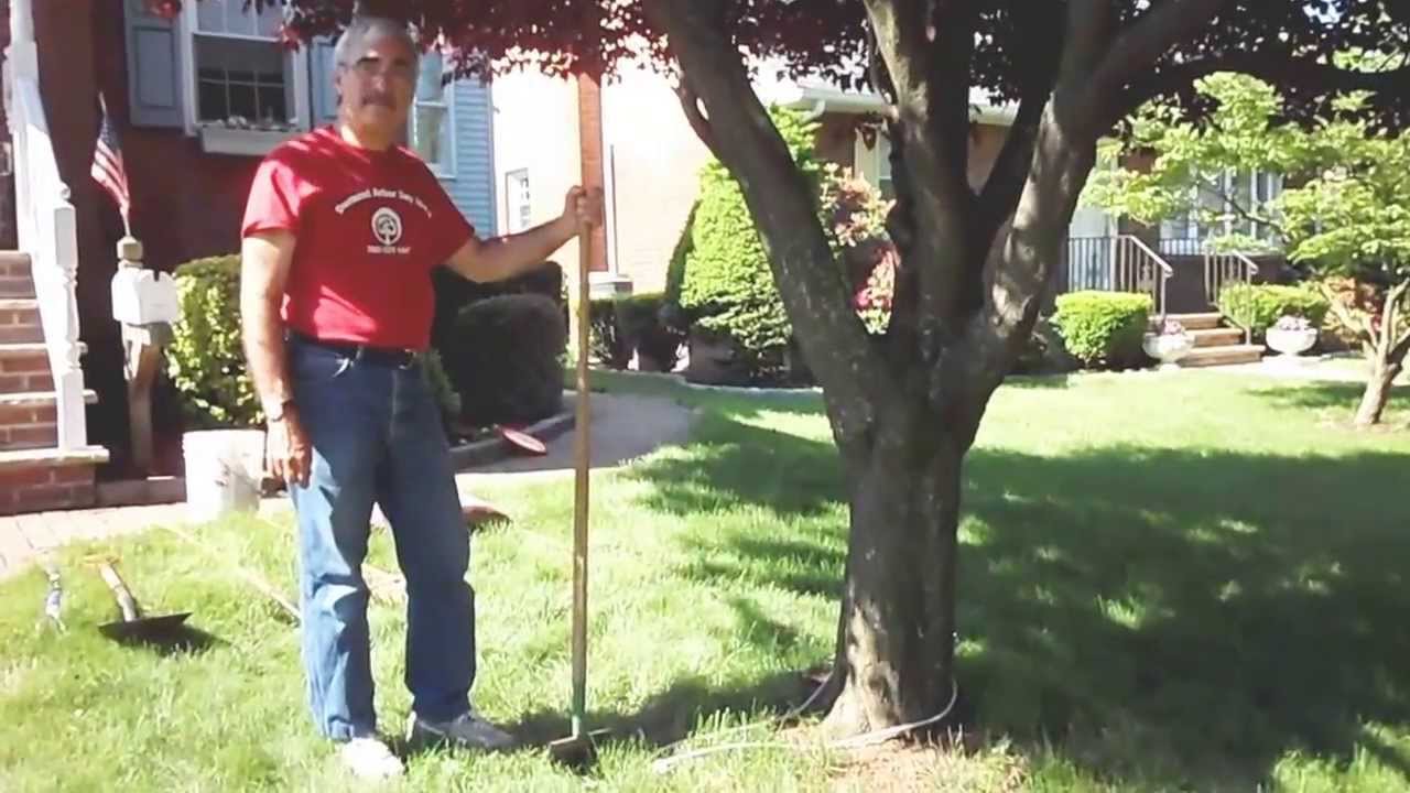 Dumont, NJ, "It's All About Trees" - Mulch?