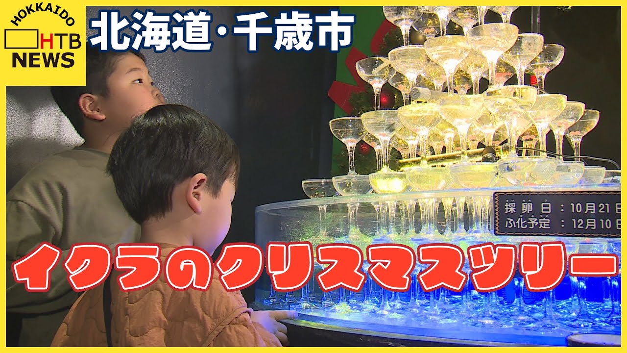 イクラのクリスマスツリー！？ シャンパングラスの中にふ化間近の