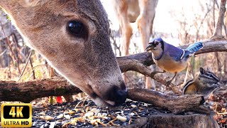 Entertainment for Dogs, Cats, & People 🐿️ Two Deer, Birds, Chipmunk and Squirrel 🦌 Dog TV