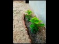 Plantation #roseplant #pinkrose #redrose #tulsi #merigold #beautifulnature #plantlover #sweethome