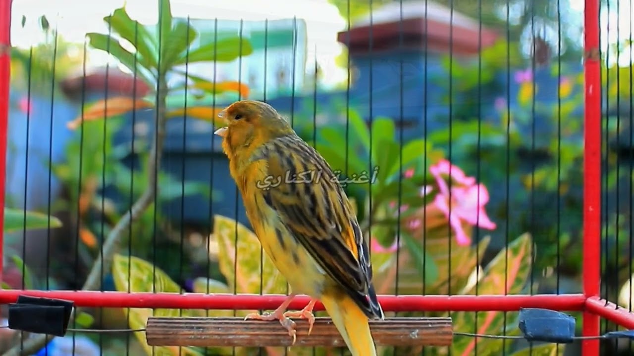 Бельгийское пение канарейки для внутреннего спокойствия и эмоционального баланса ASMR