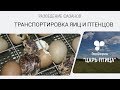 Разведение фазанов. Транспортировка яиц и птенцов.