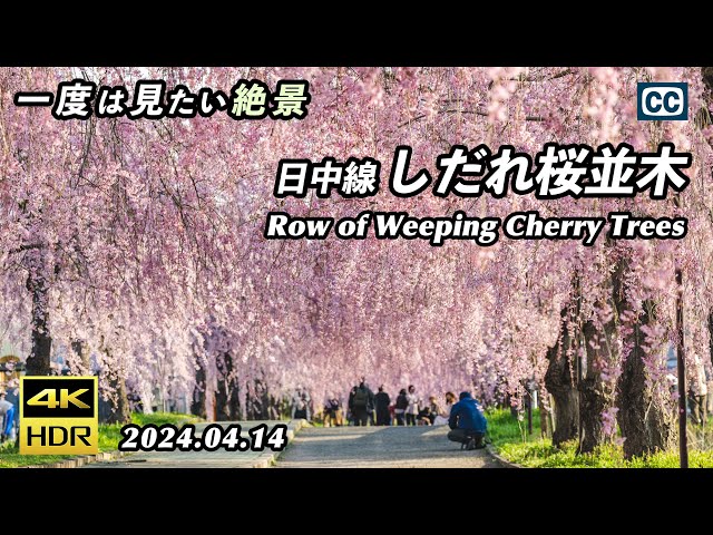 しだれ桜
