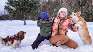 Снежное приключение с собаками. 2 декабря