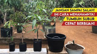 How To Plant Mango Seeds in Pots so They Grow Well and Bear Fruit Quickly!
