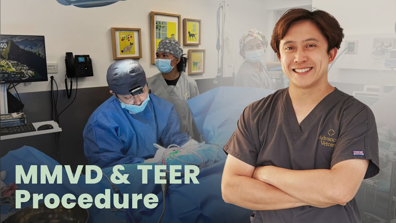 TEER Procedure & MMVD in Dogs | Advanced Vetcare