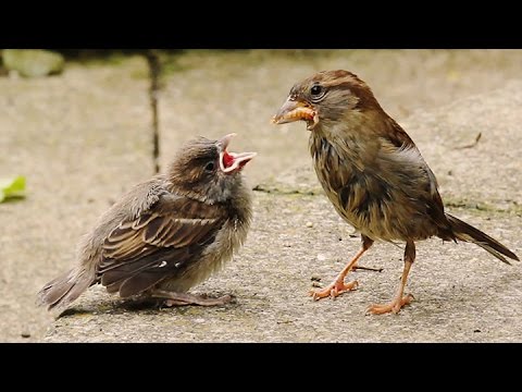 Two Critical Weeks for Fledgling House Sparrows