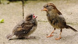 Two Critical Weeks for Fledgling House Sparrows