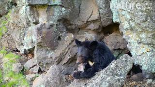 Asiatic black bear looking around and feeding on scavenged bone at cave entrance, Russia