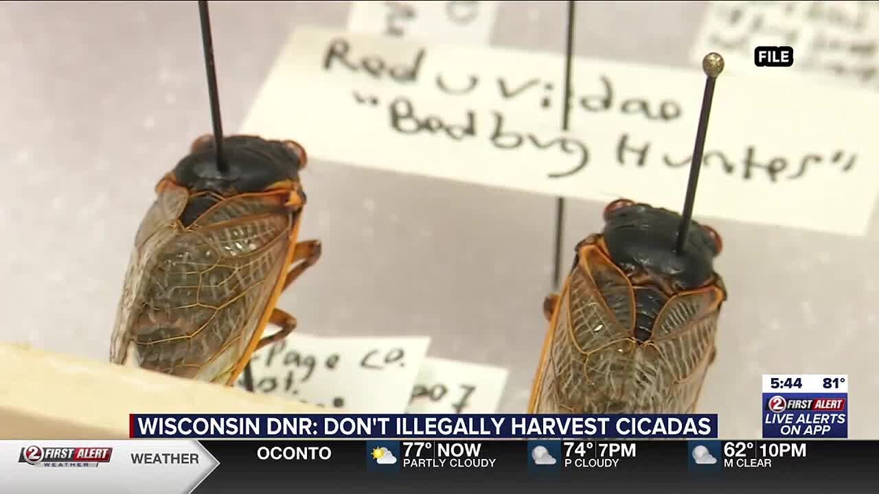 Photo inspiration: Fresh Look at Wisconsin Dnr Do Not Illegally Harvest Cicadas