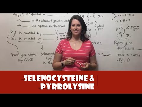 Selenocysteine and Pyrrolysine