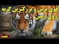 تکامل گربه ها و ببر بزرگترین و قوی ترین گربه باقی مانده درزمین تکامل گربه ها و ببر بزرگترین و قوی ترین گربه باقی مانده درزمین