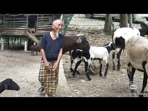Ternakan Kibas Jual Murah Ja Youtube Ternakan Kibas Jual Murah Ja Youtube