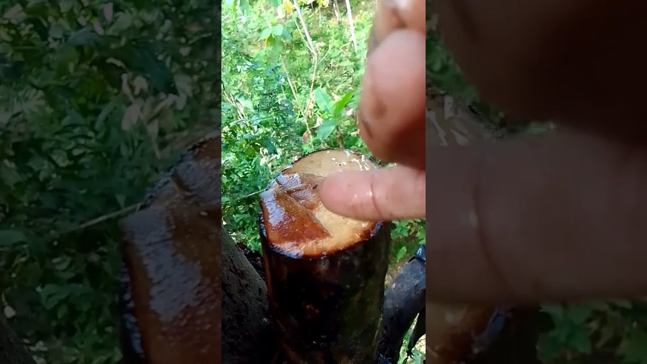 Pemeraman Manggar keras menggunakan sedikit ragi tape,awalnya diragukan hasilnya mengucurkan.