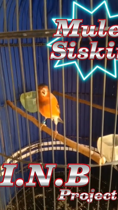 Hybrid kenari x red siskin, suara isian pareasi, mule on fire