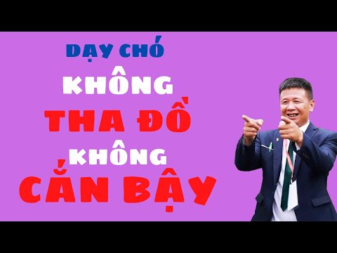 Video: Cách Huấn luyện Chồn hương Không Cắn: 10 Bước (Có Hình ảnh)