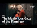 THE MYSTERIOUS GAZE OF THE FLAMINGO Clip | TIFF 2025