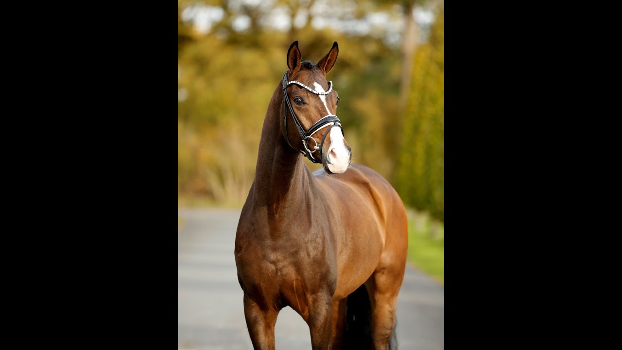 ZIDANE - 4yo bay gelding by Zanetti out of Benetton Dream