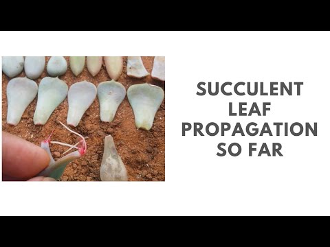 || SUCCULENT LEAF PROPAGATION SO FAR ||