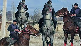 УЛОКЧИ ОТ БОЛТА САРДОРДА..ОТЛАРНИ УЛОГИ КАФОЛАТ БЕРДИ..продаю лошады.(MusTv)(OT)