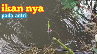 Mancing Seharian Pun Pasti Betah. Setiap Umpan Nyemplung Air Langsung Di Sambar
