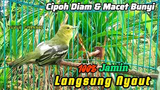 Cipoh Diam & Macet Bunyi 💯% Jamin Langsung Nyaut@ruyukchannel