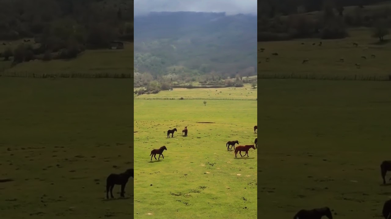 Many horses are roaming in the fields |