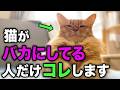 【あなたは大丈夫？】猫に見下されてしまう人の共通点10選