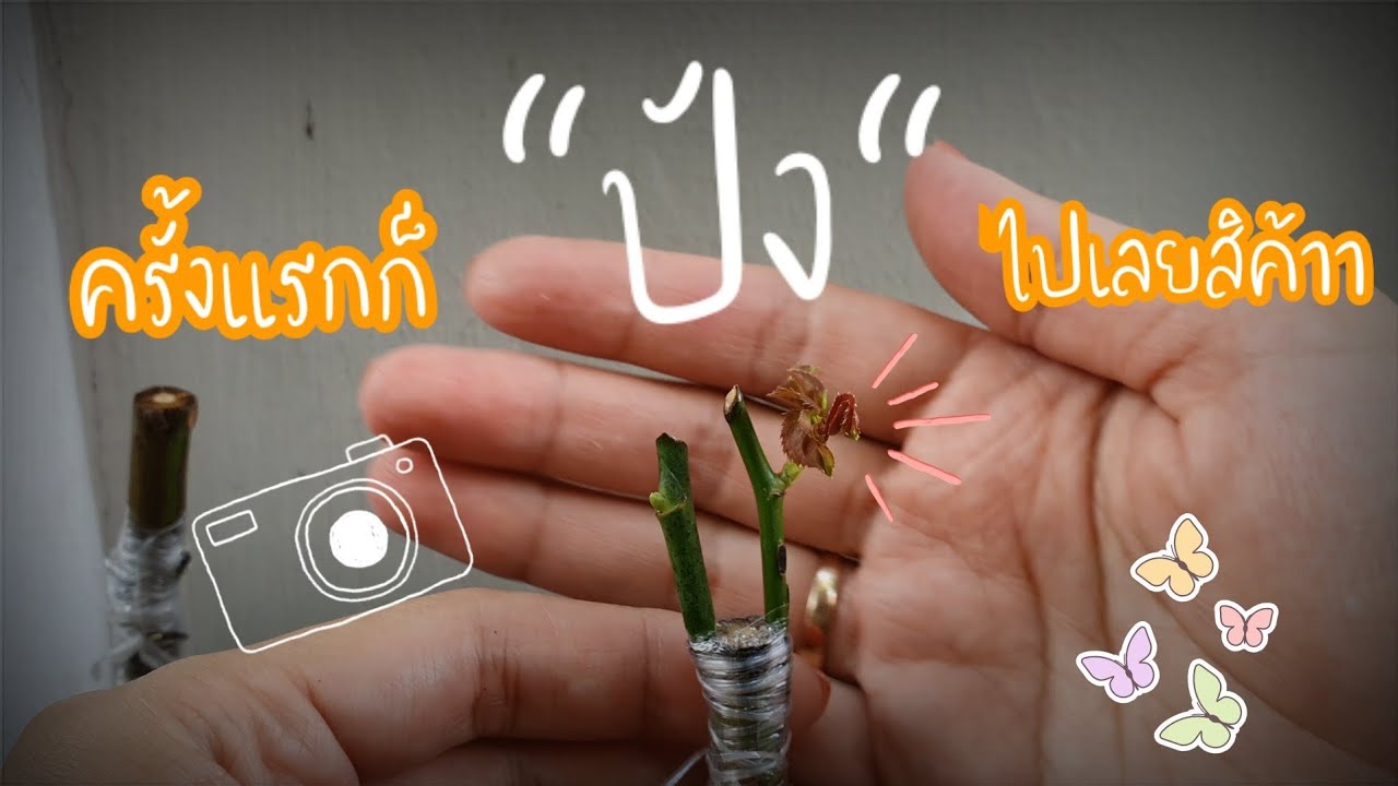 Ep.13 ติดตา เสียบยอดกุหลาบง่ายๆ (2/2) ลูกเต็มบ้านหลานเต็มเมืองล่ะทีนี้ 😝 |ไอราบ้ากุหลาบ