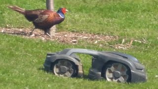 Recent Visits To Brading Marshes