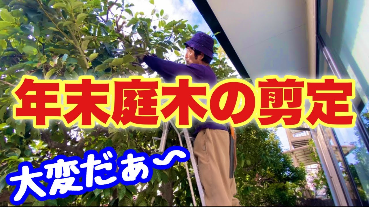 Useful videos for pruning garden trees (by the end of the year