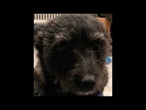 왜 이제 와? 🥺 Why just now?🐶