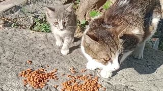 The Mother Cat Asked Me For Food For Herself And Her Kittens!