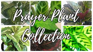 CALATHEA PRAYER PLANT VARIETIES/COLLECTION 2019 + CARE TIPS | Myra Murison