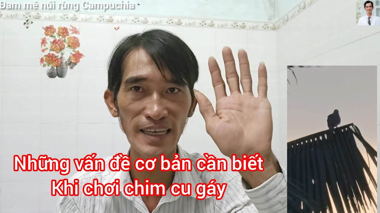 Đam mê núi rừng Campuchia- chia sẻ những vấn đề cơ bản cần biết thi chơi chim cu gáy