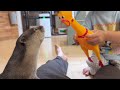 ガーガーチキンと、カワウソと遊びたい子供 Ga-ga Chicken and a Child Who Wants to Play with an Otter