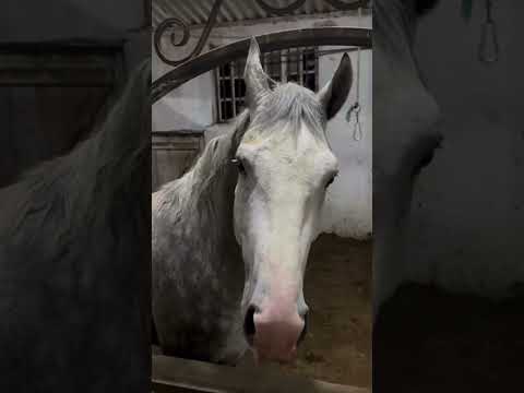 #attar #buzkashi #horse #automobile #horselover #kok #love #animals #chicken #equestrian