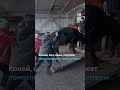 Десятки лошадей, коров и собак: как фермер из Сумской области эвакуировал своих животных