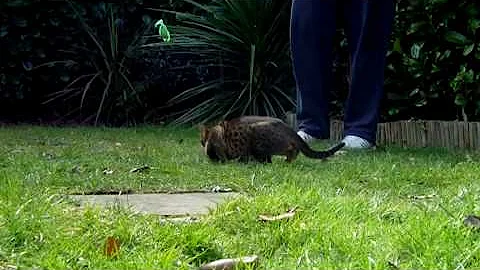 Watch the video about My Leopard Kitten Vito (Serengeti) - Playing, Hunting and Jumping!