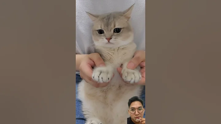 KUCING SEDIH⁉️🥺 tapi lucu 🤣 #shorts #kucing #lucu #gemes #kucinglucu