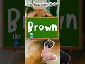 BrownSight Word: BROWN 🤎 Learn Colors & Read! | #ESL #EFL #Phonics #shorts
