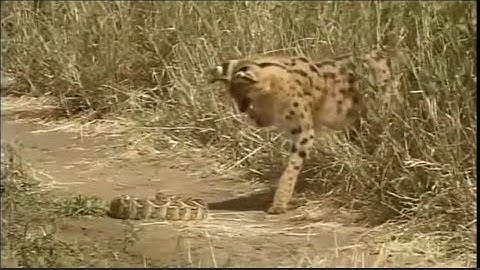 Ular Derik Vs Kucing Liar
