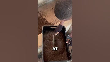 The maggots we are making for alternative animal feed