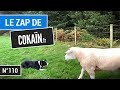 Le Zap de Cokaïn.fr n°110