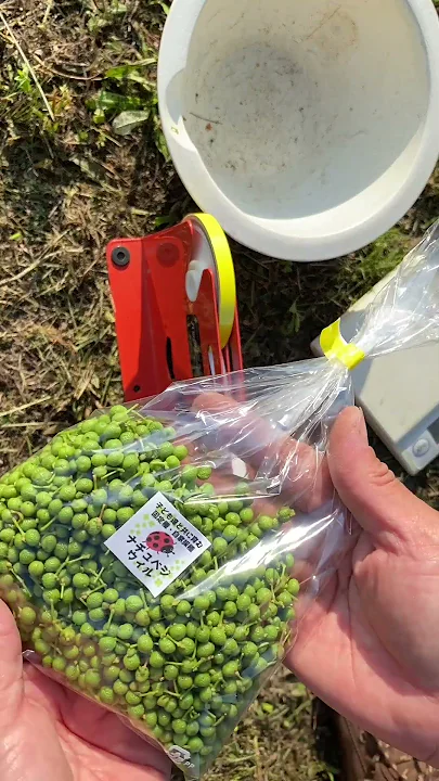 実山椒の収穫から出荷まで（クリックポスト編）【#自然栽培 #家庭菜園】